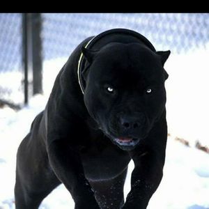 Meet your Posher, Sharod